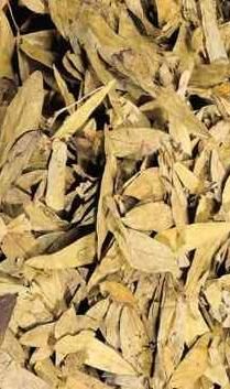 LEAF SINEMAKI 100 Kg. BALE